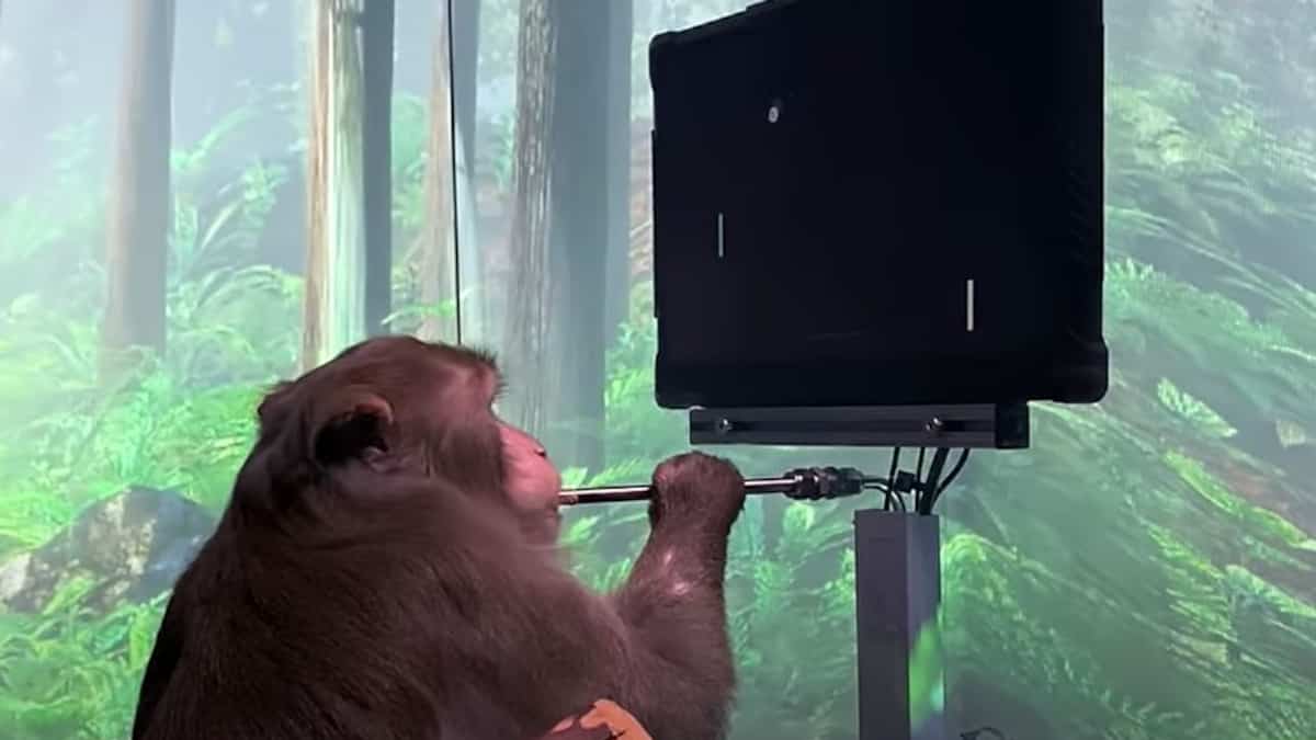 Sem mãos!  O macaco joga videogame implantando um cérebro Sem mãos!  O macaco joga videogame implantando um cérebro
