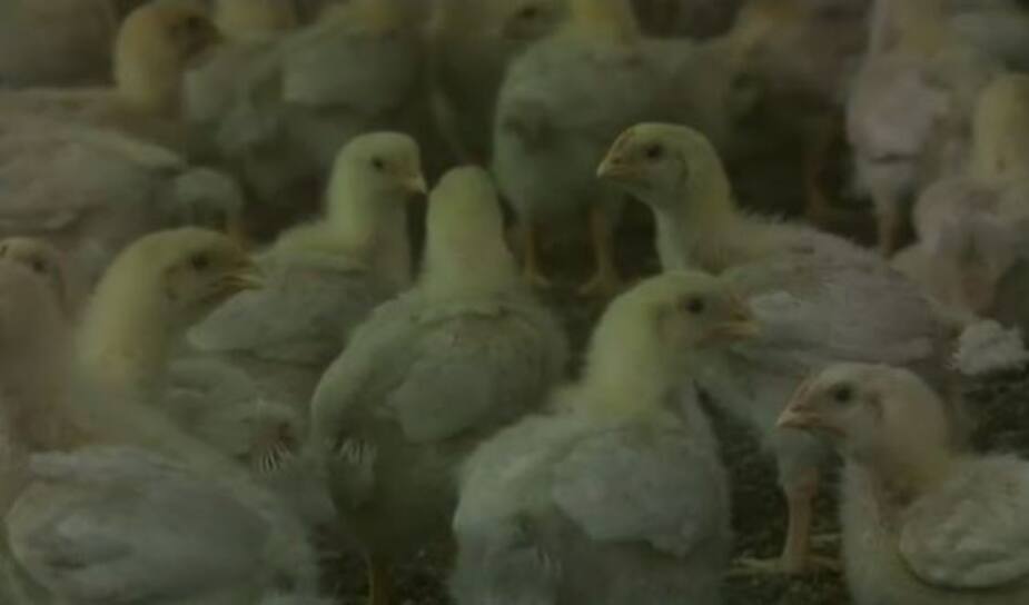 Image principale de l'article Des centaines de milliers de poulets euthanasiés