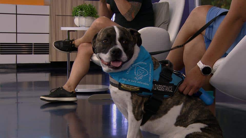 Les chiens d’assistance Togo