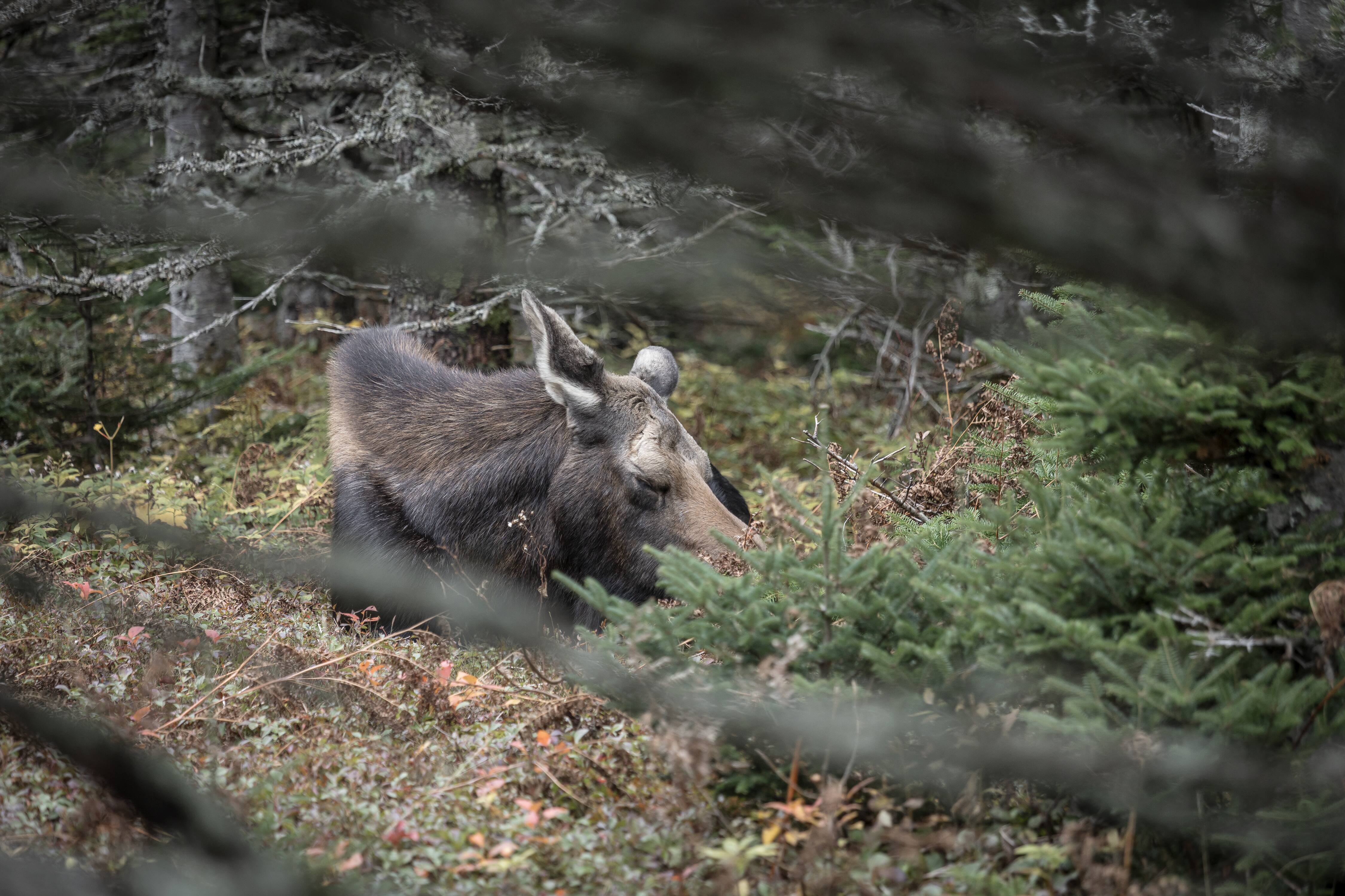 Apr&egrave;s la chasse, le repos