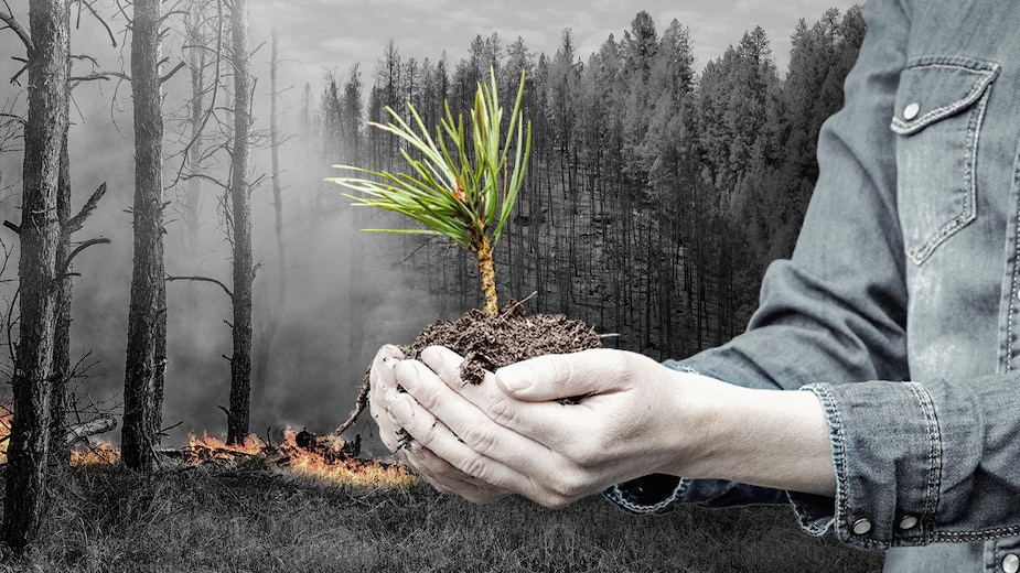 Image principale de l'article Replanter en zone à risque, une bonne idée?