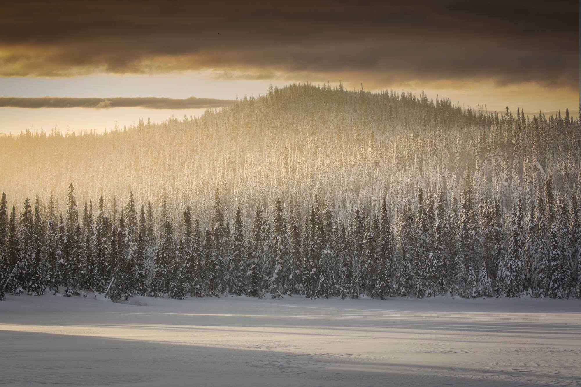 Froid polaire en for&ecirc;t bor&eacute;ale