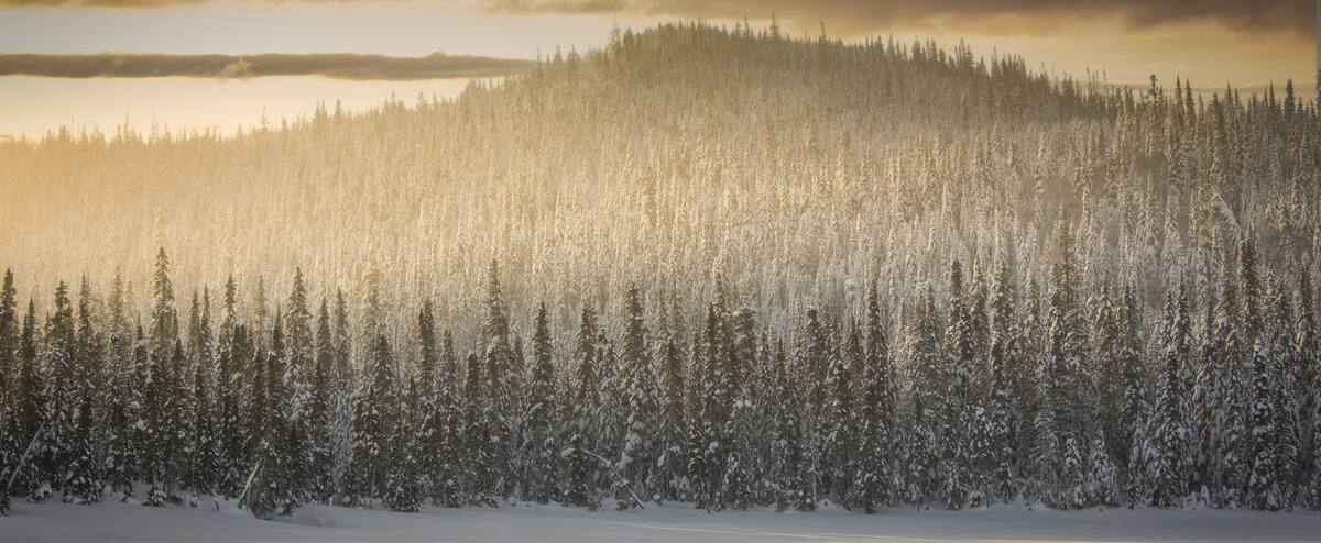 Froid polaire en forêt boréale