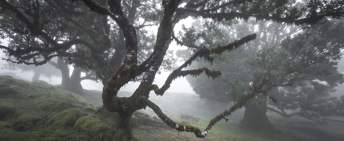 The Enchanted Forest of Fanal The Enchanted Forest of Fanal