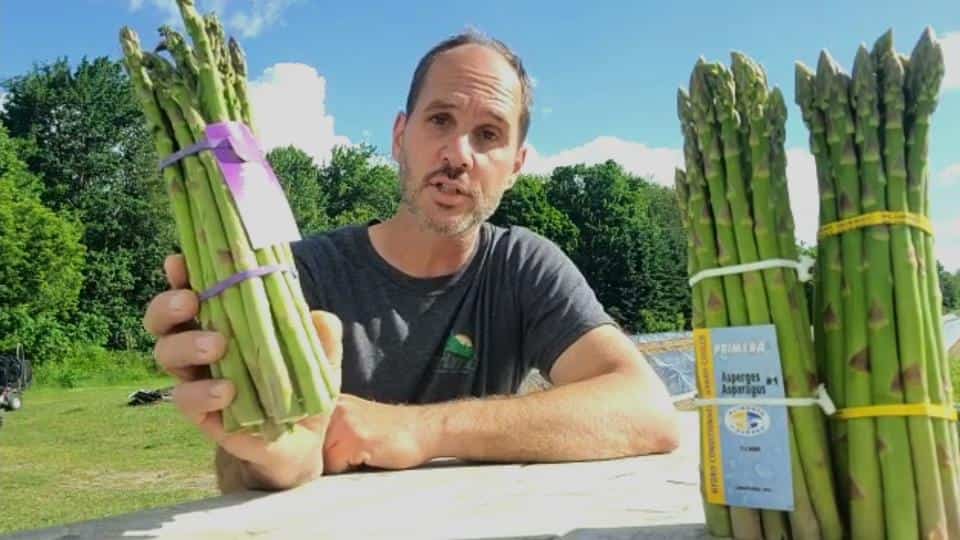 Les producteurs d'asperges québécois en difficulté