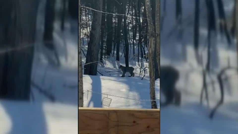 Un lynx aperçu à Saint-Hippolyte