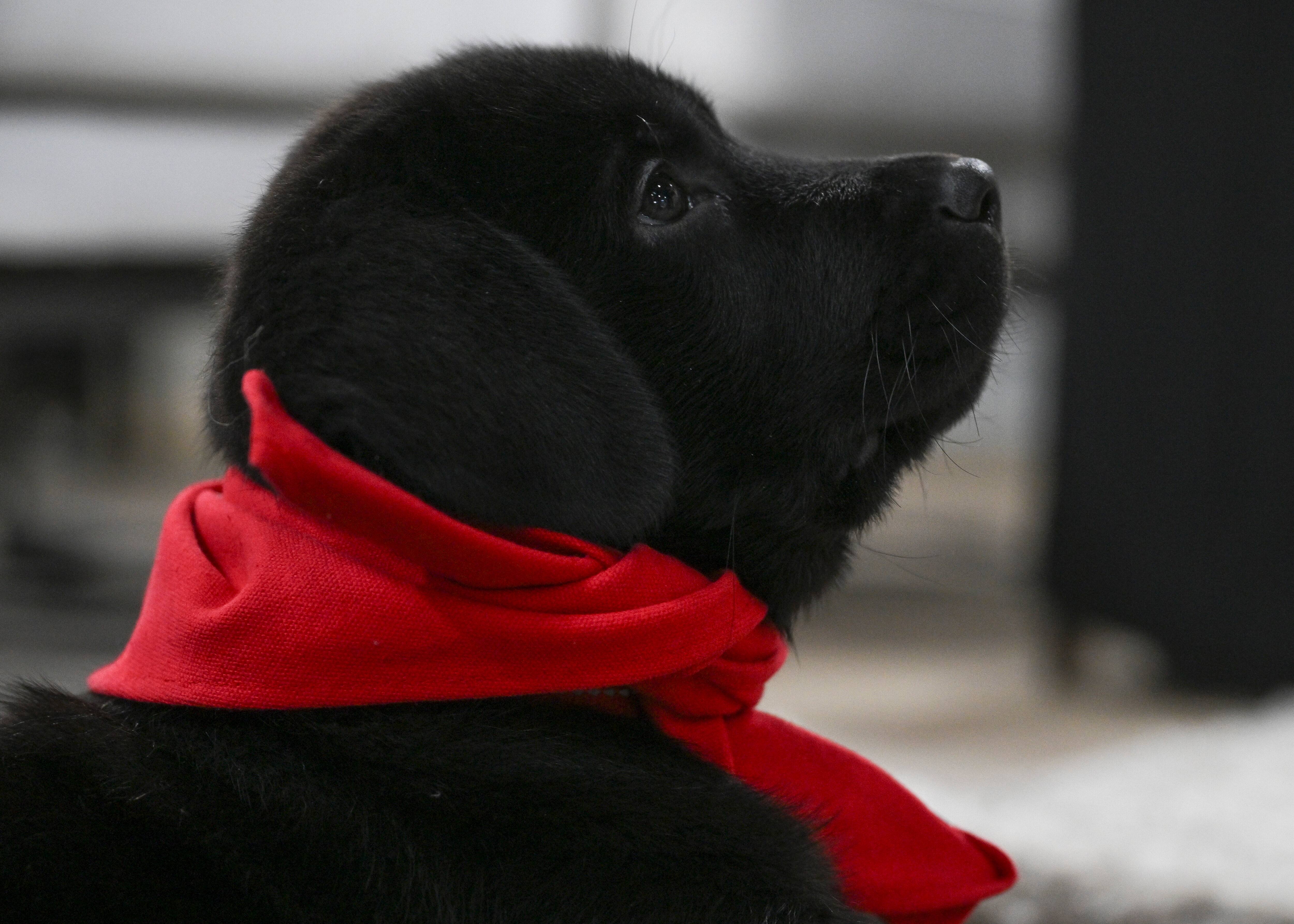 Les chiots ont besoin de familles d'accueil