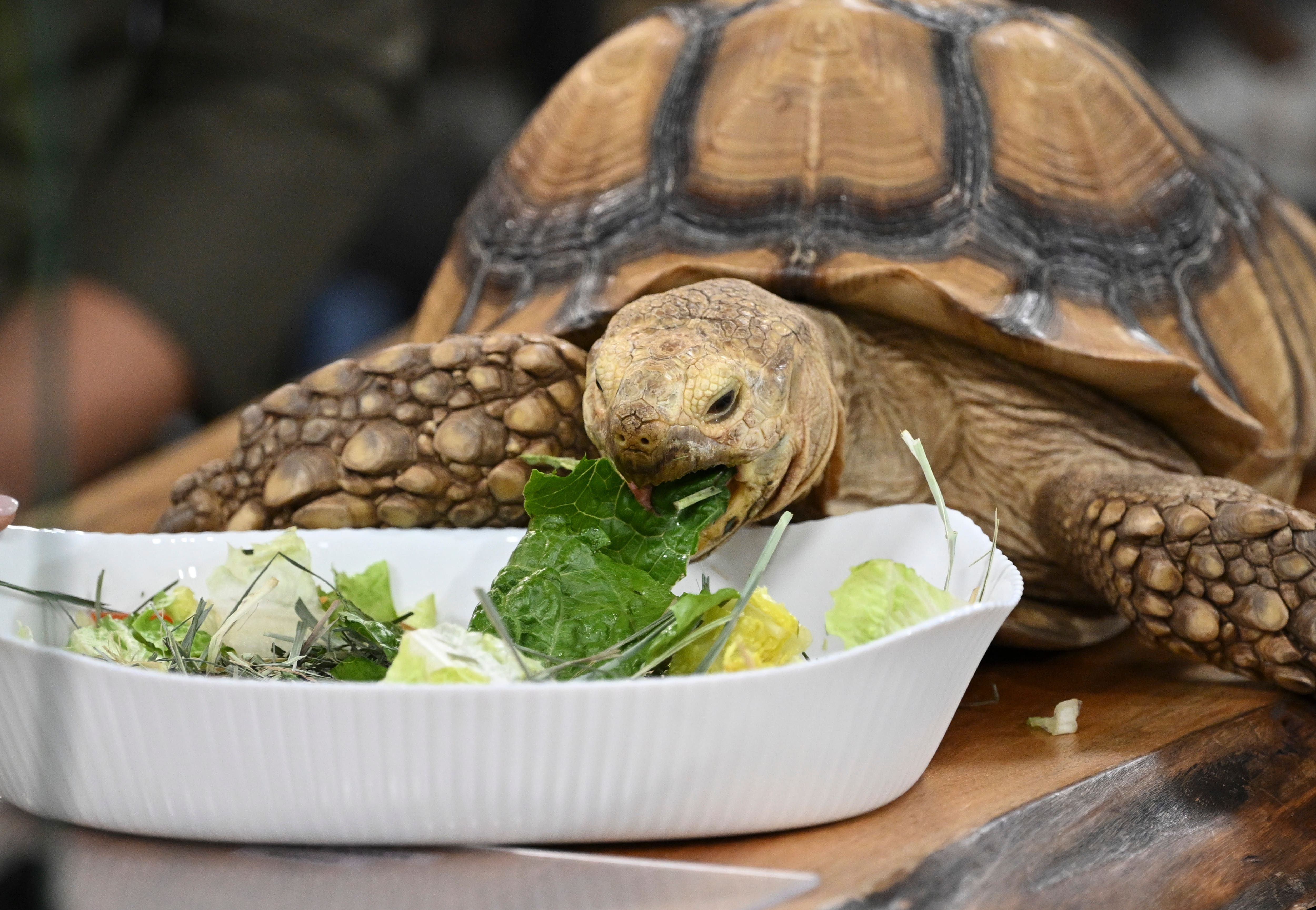 À la rencontre d’animaux vraiment particuliers!
