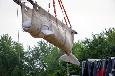 A beluga whale, part of the first batch of six animals to be transferred to aquariums in the United States, is hoisted by a sling at the now-closed Marineland Canada marine park in Niagara Falls, Ontario, Canada, July 20, 2026.