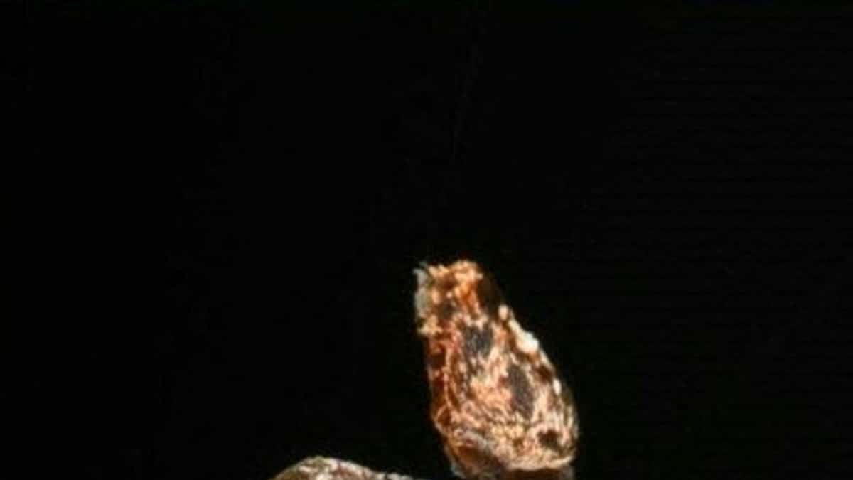 «Faut que j'y aille»: des araignées mâles se catapultent après l'accouplement