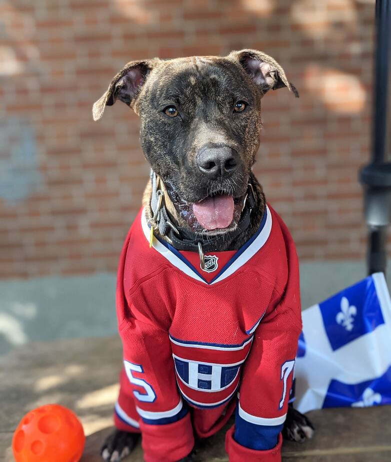 Image principale de l'article Des animaux qui ont à coeur la victoire!