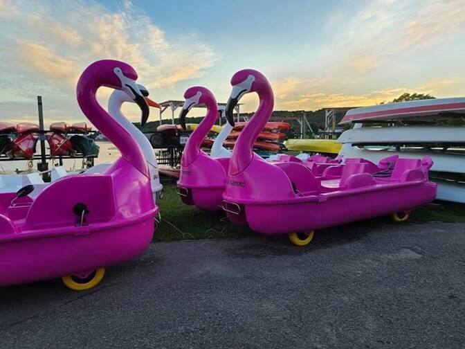 Des pédalos «flamant rose» gratuits à Québec