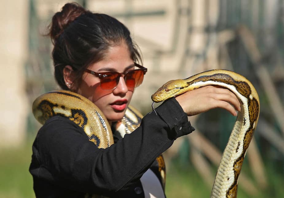Image principale de l'article Les serpents femelles ont des clitoris