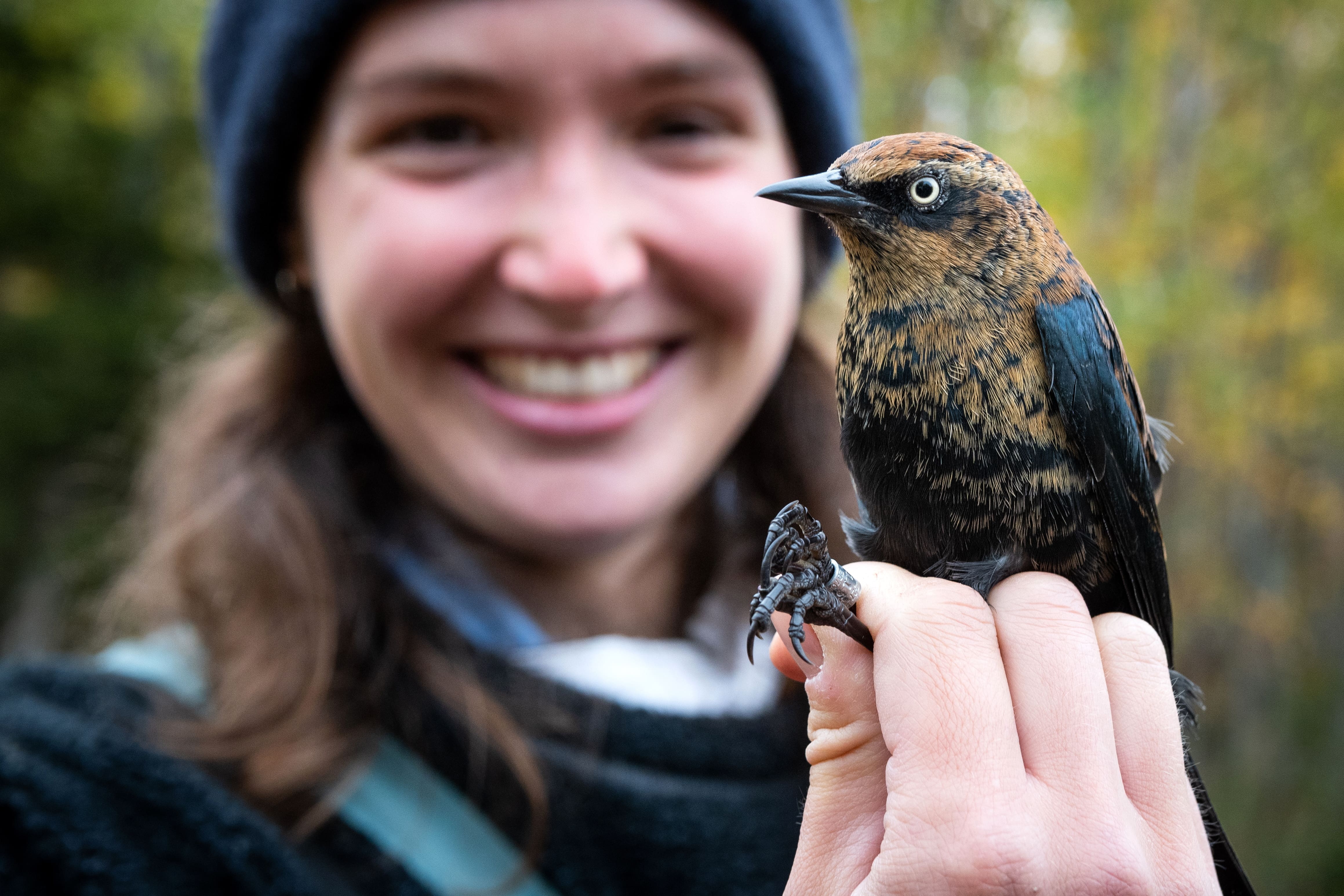 Des espèces d’oiseaux comme l’hirondelle à front blanc, l’oriole de Baltimore et le gros-bec errant ont connu un déclin dans les dernières années.