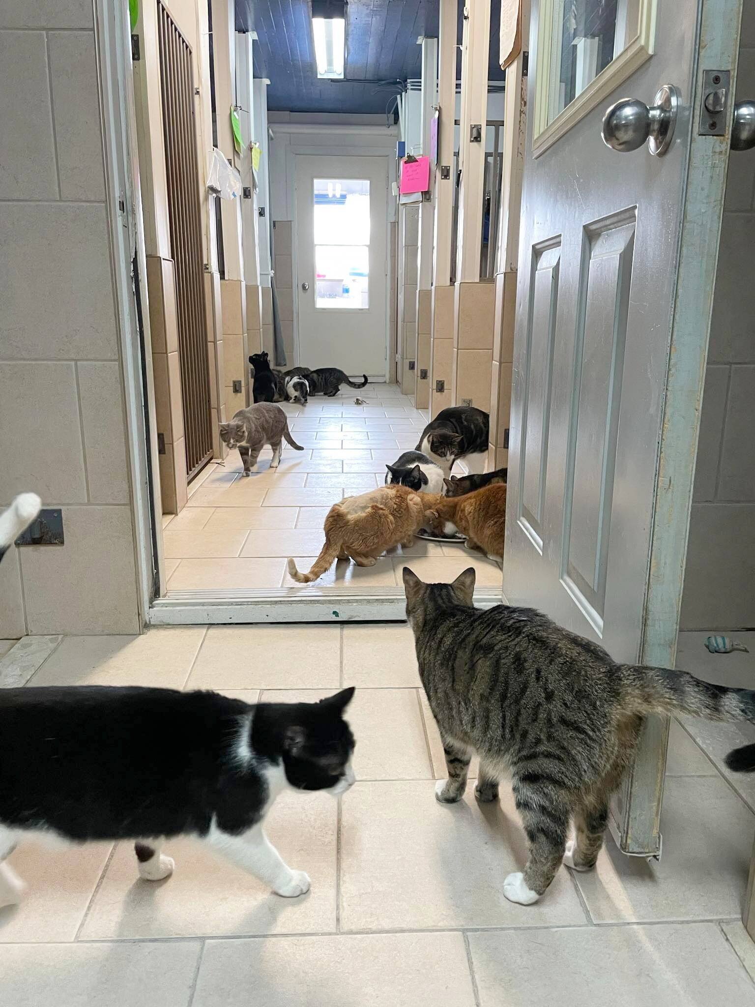 «Un animal qui arrive qui est blessé ou malade, on va aller chercher les sous pour le sauver