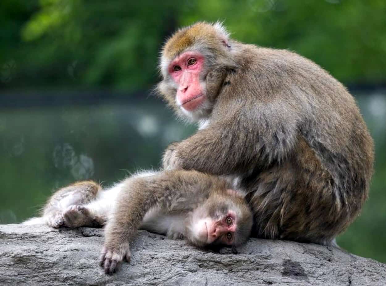 Bient&ocirc;t une gr&egrave;ve au Zoo de Granby?