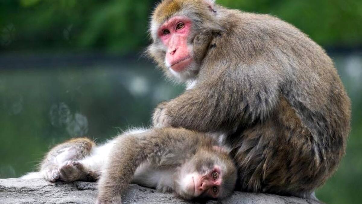 Les employés du Zoo de Granby votent à 91% en faveur d’une grève générale illimitée