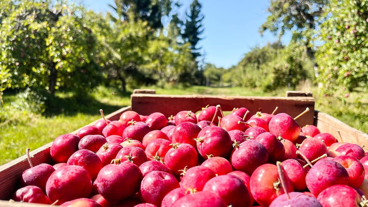 L'île d'Orléans lance sa saison des pommes avec 5,7 millions de minots