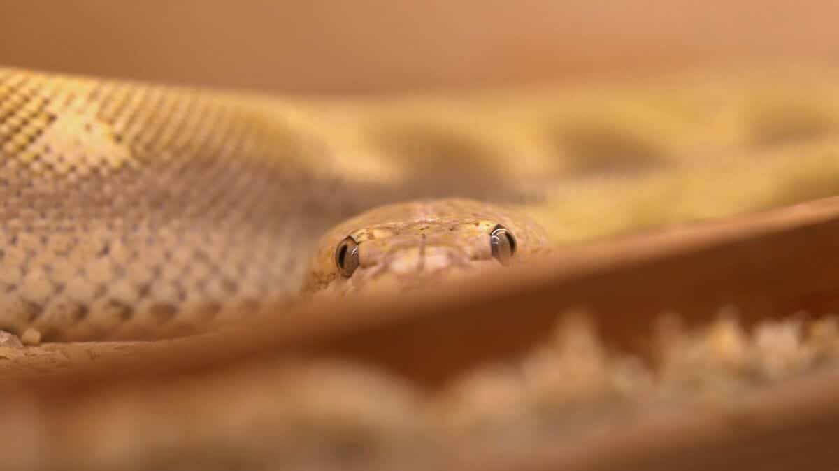 Un homme tué par son serpent dans sa maison