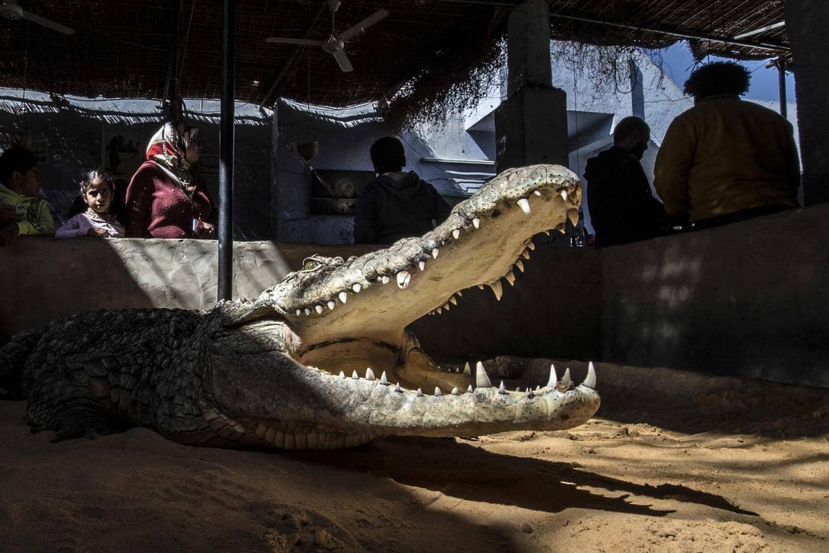 Les crocodiles du Nil, animaux de compagnie des Nubiens d’Assouan JDM Les crocodiles du Nil, animaux de compagnie des Nubiens d’Assouan JDM