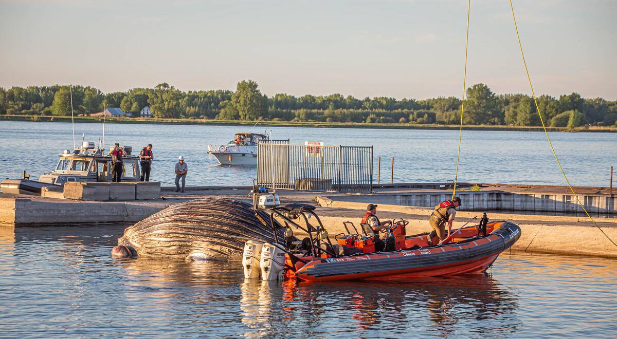 Le Rorqual De Montreal Et La Covid 19 Jdm