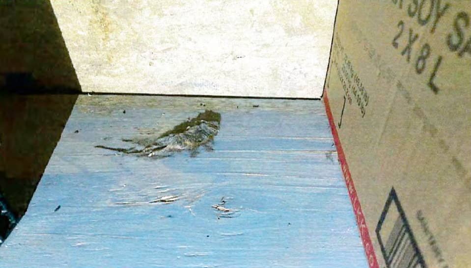 Amendes en série au restaurant-bar Pizzelli Coq infesté de souris