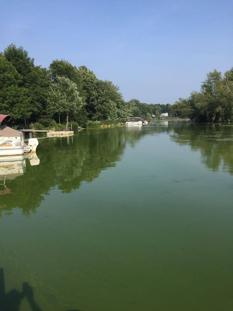 Des lacs envahis par les algues bleues JDM