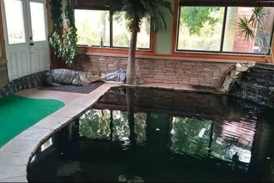 He invites kids to swim with a 750-pound alligator