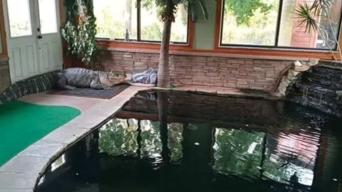 He invites kids to swim with a 750-pound alligator He invites kids to swim with a 750-pound alligator