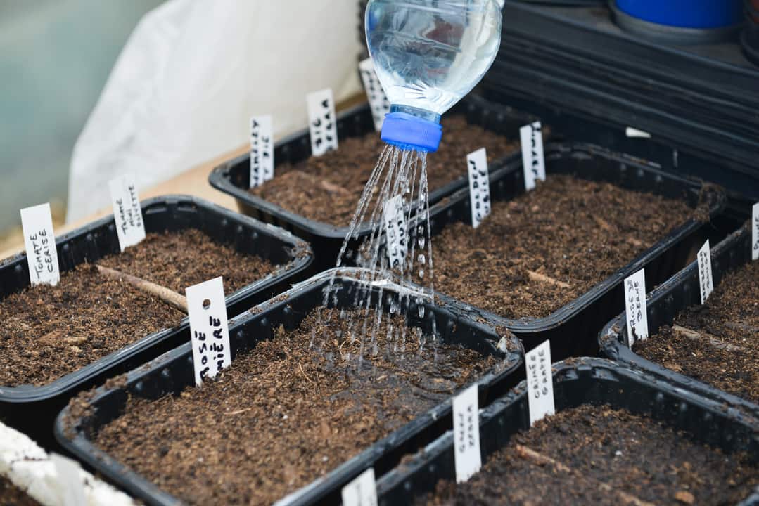 Quoi planter dès janvier pour un jardin réussi
