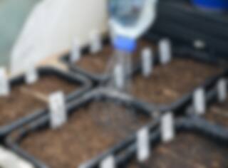 Quoi planter dès janvier pour un jardin réussi