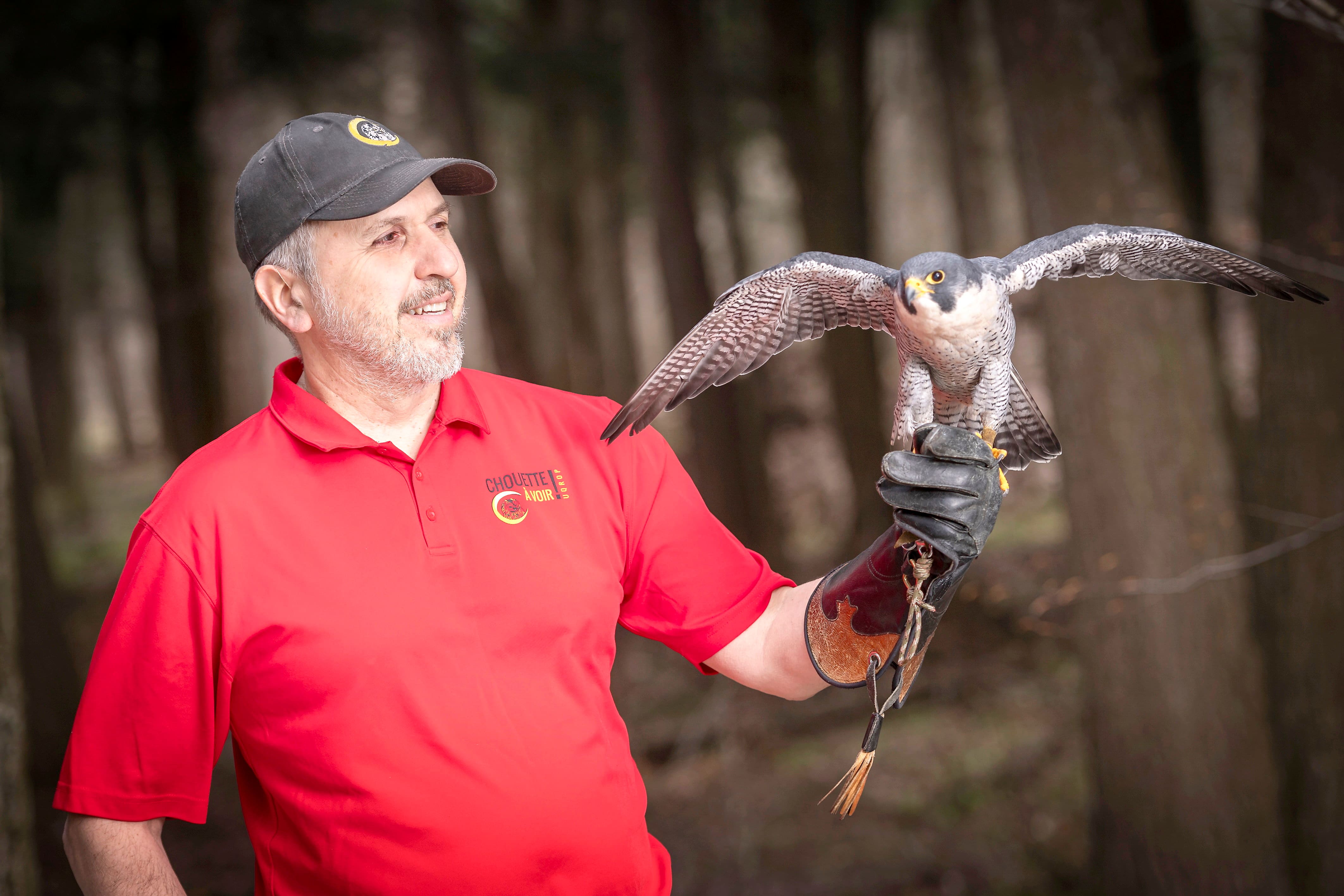 Après une forte diminution, les populations d’oiseaux de proie remontent