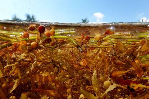 ¿Vas a Florida? Cuidado con estas bacterias carnívoras