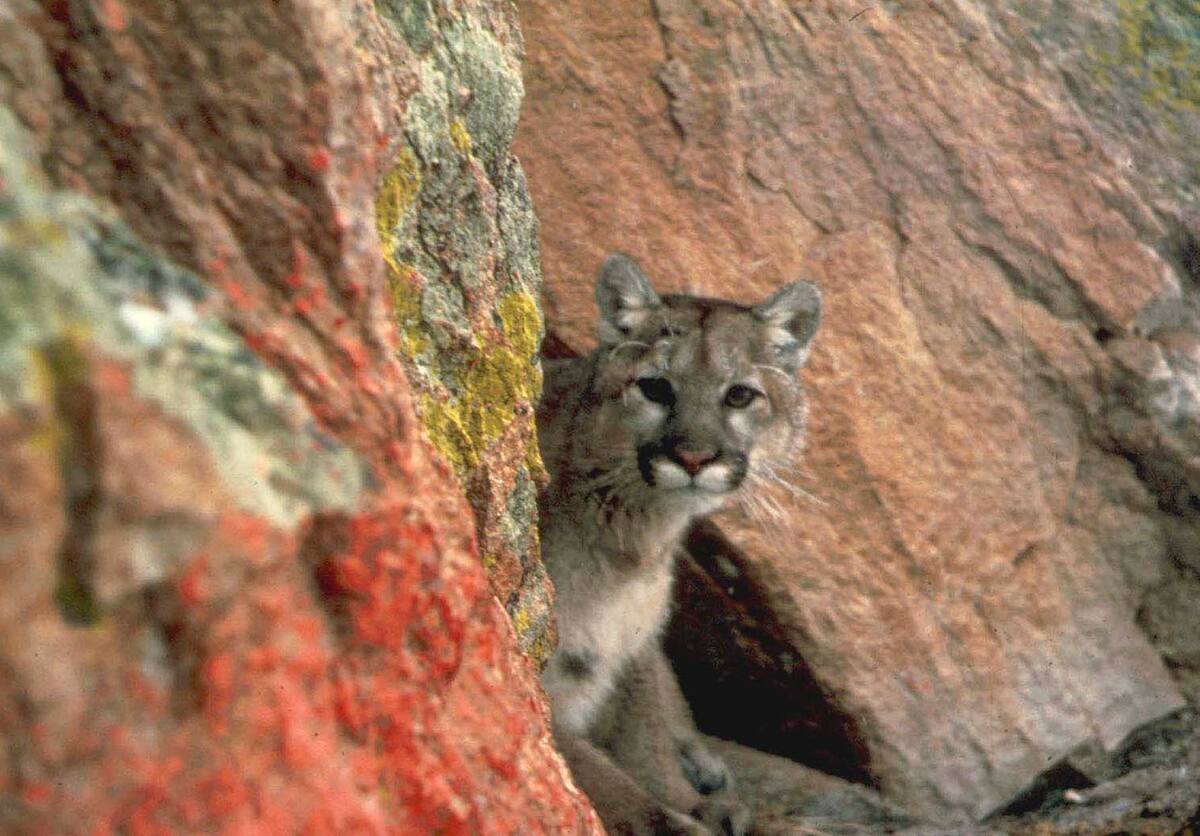 Cougar kills man in California, first fatal attack in 20 years