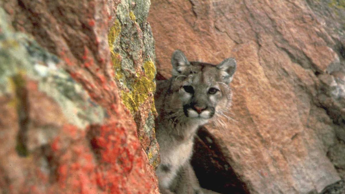 An American lion kills a man in California, in the first fatal attack in 20 years An American lion kills a man in California, in the first fatal attack in 20 years