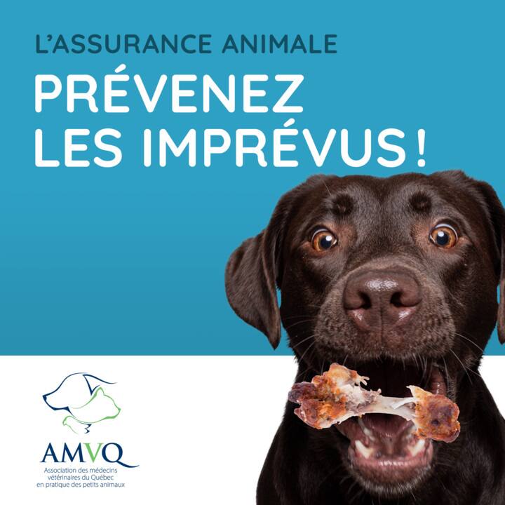 Assurer notre animal