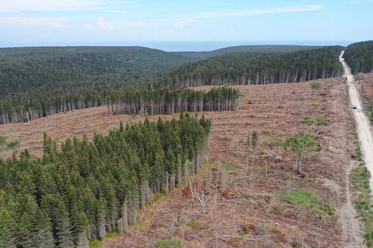 Des «coupes à blanc» dans un projet d’aire protégée à Anticosti - JdQ ...