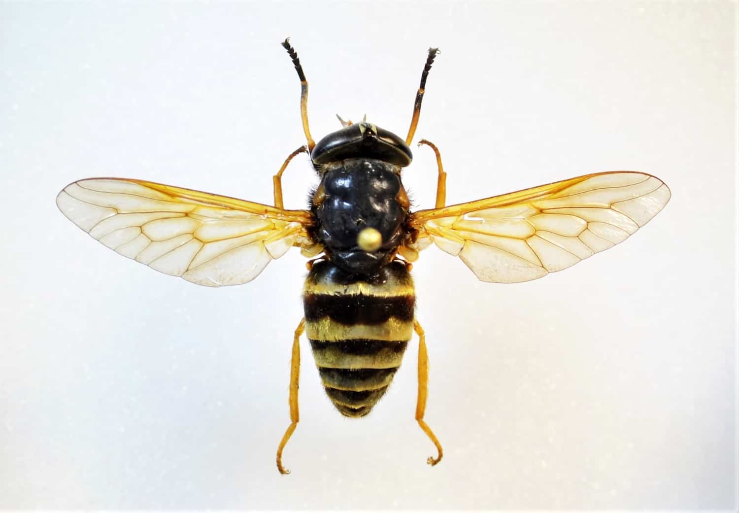 Tan Insecte Un immense taon qui pique dérange les humains et les chevaux en ...