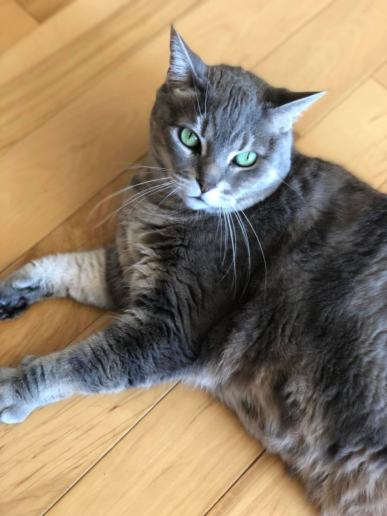 Plus de la moiti&eacute; des m&eacute;nages qu&eacute;b&eacute;cois ont un chat ou un chien