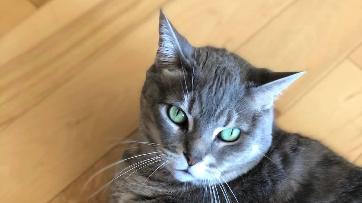 Plus de la moitié des ménages québécois ont un chat ou un chien