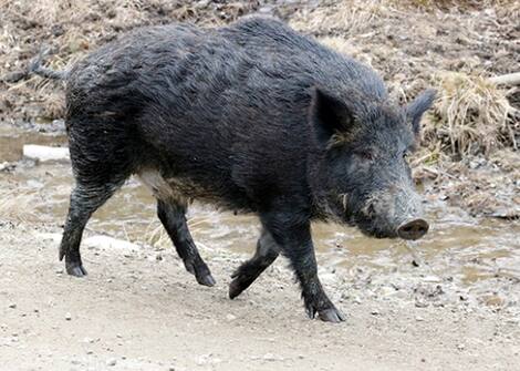wild boar The wild boar is considered an invasive alien species by the state of Quebec.