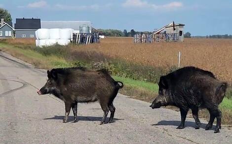 Pigs Wild boars seen by a resident of Yamachichi on November 21, 2023.