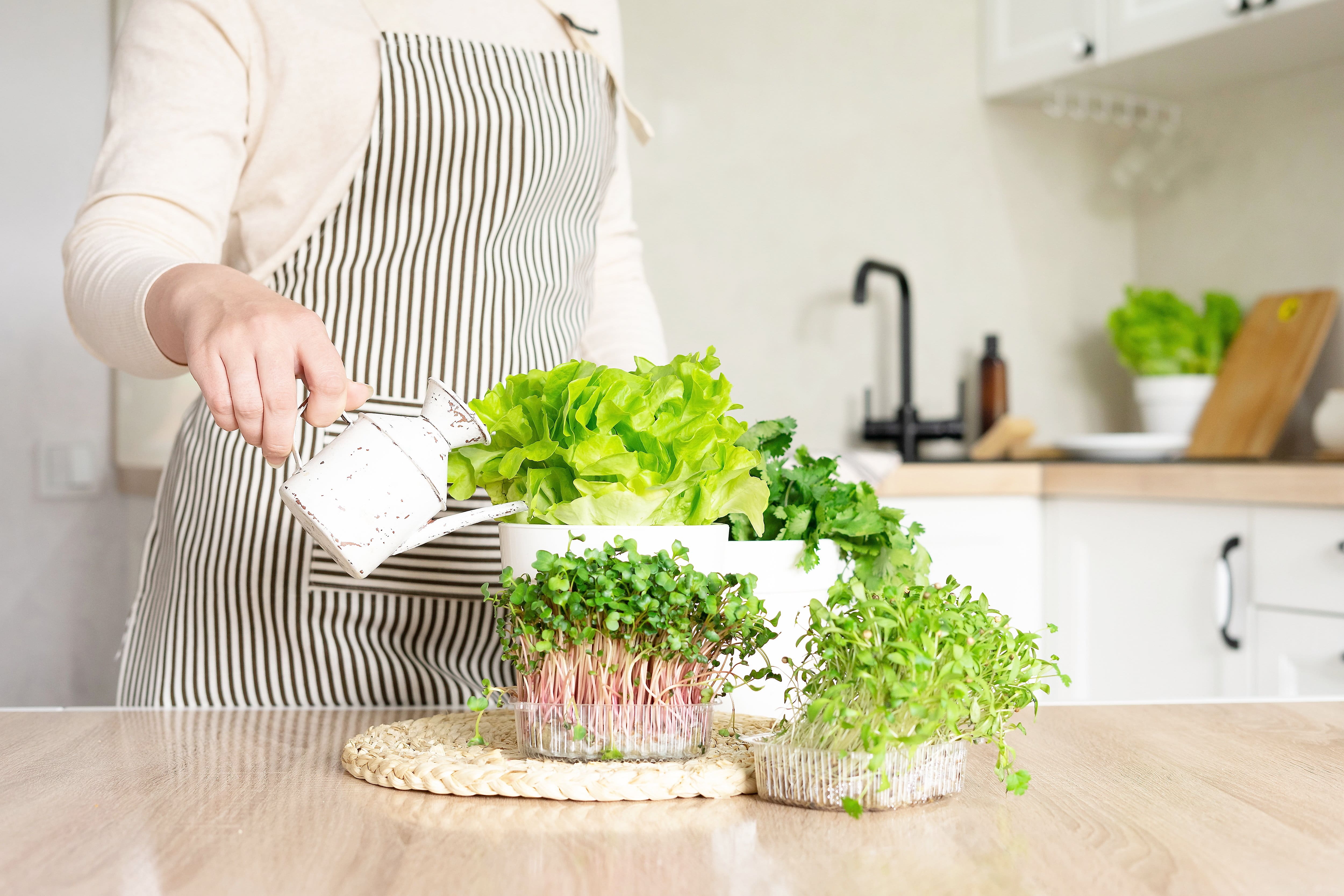 Un potager dans votre cuisine: voici comment faire facilement pousser