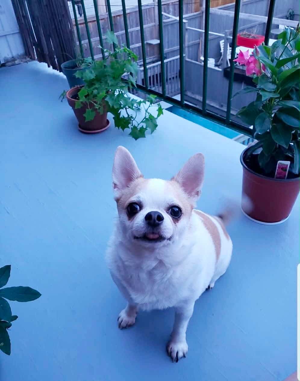 Buzz, le petit chihuahua de Marie Asselin qui vient de mourir après avoir contracté le parvovirus il y a quelques jours à peine. Elle souhaite que son histoire permette à d’autres propriétaires d’animaux de prendre la situation au sérieux.