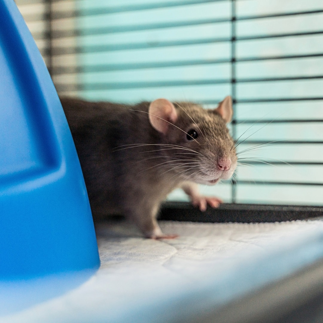 Des rats vous attendent à la SPCA de Montréal