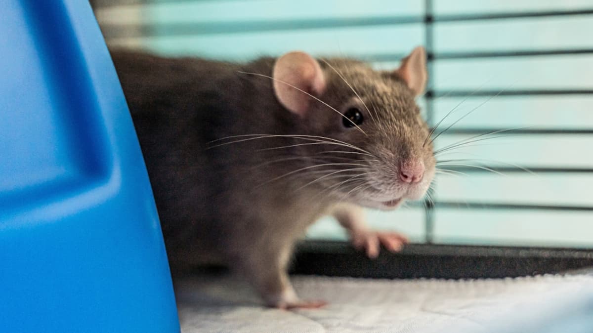 Quebec Rats Plusieurs rats de bonne taille vous attendent à la SPCA de Montréal ...