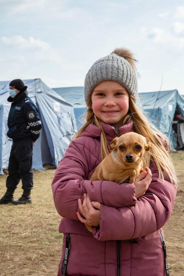 Image principale de l'article Ukraine : les animaux seront accueillis à Montréal