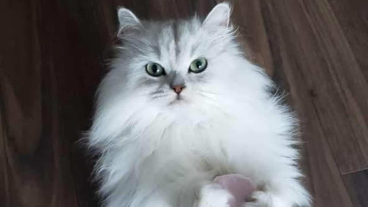 Québec va interdire le dégriffage des animaux de compagnie