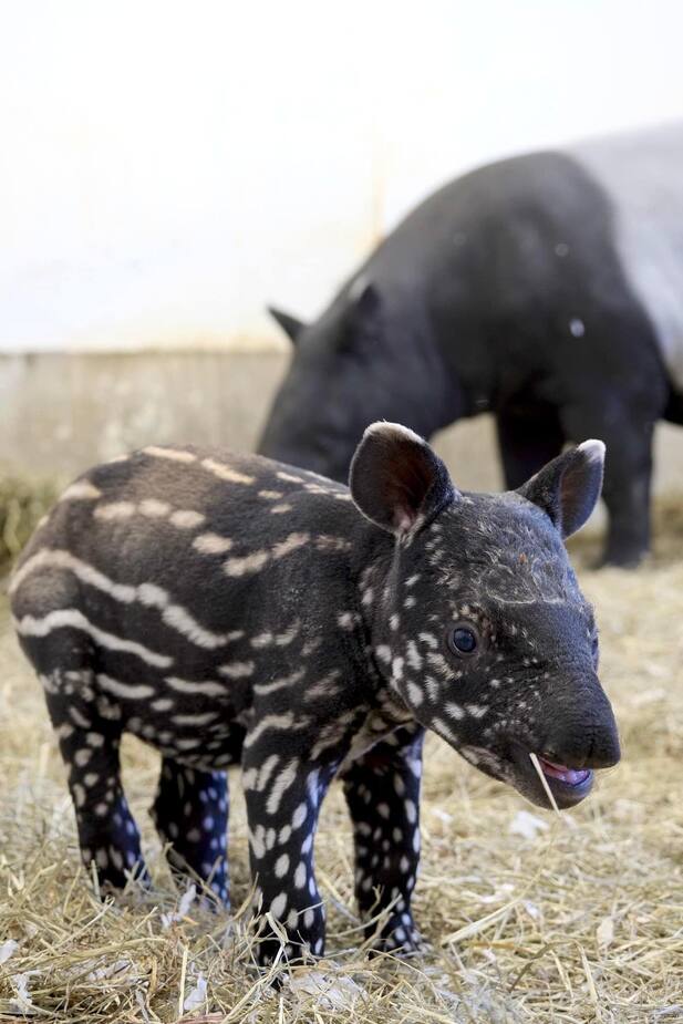 Image principale de l'article Une naissance rare au zoo Miller!
