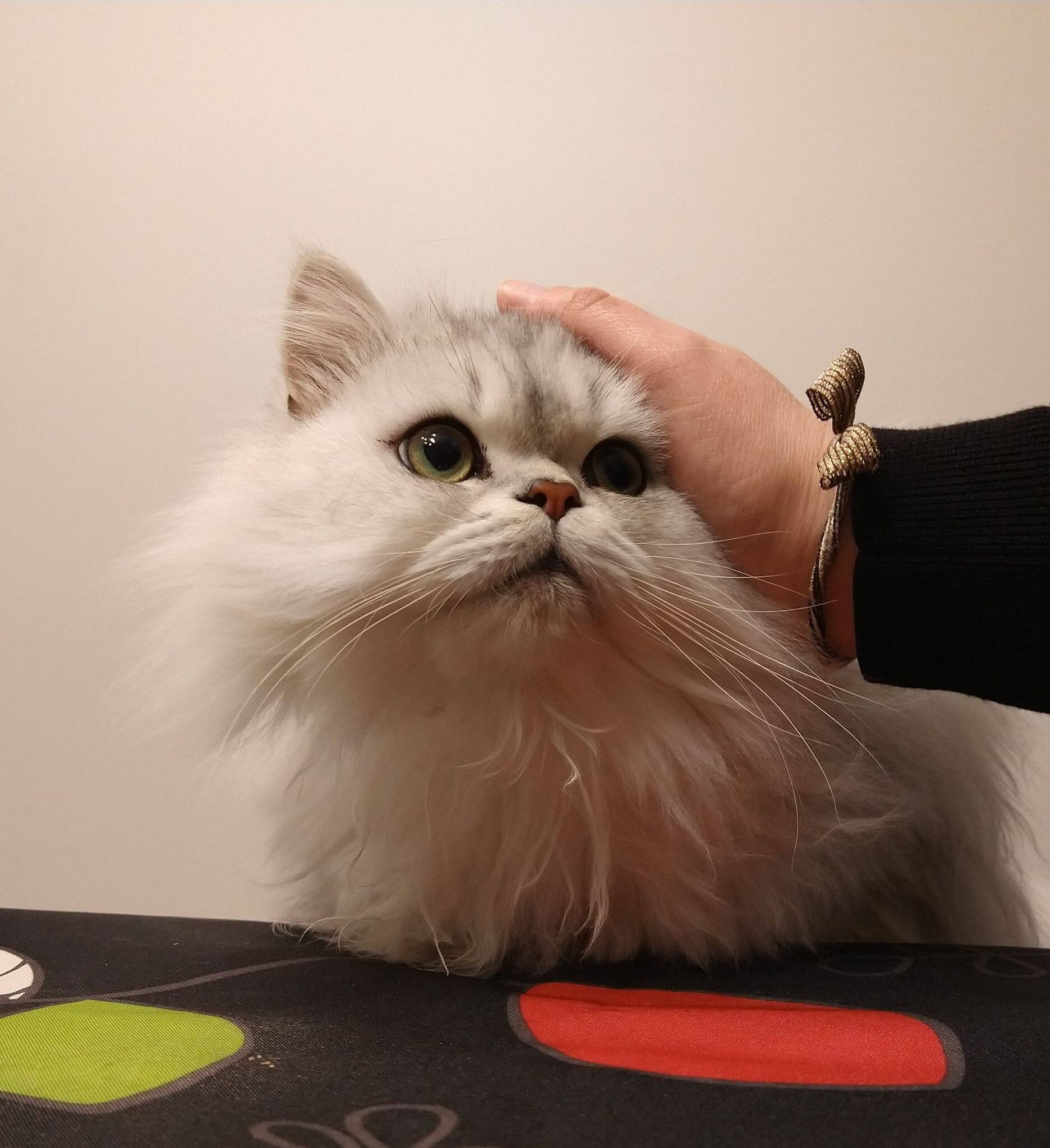 Les amis poilus ont un effet positif sur la sant&eacute; mentale